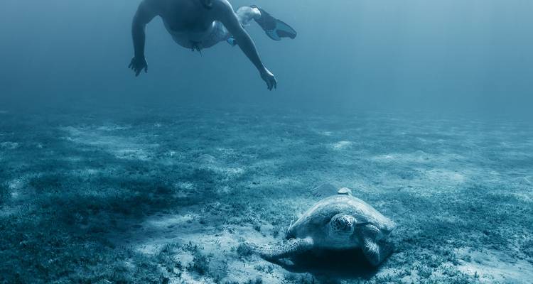 Personne nageant avec une tortue de mer sous l'eau.