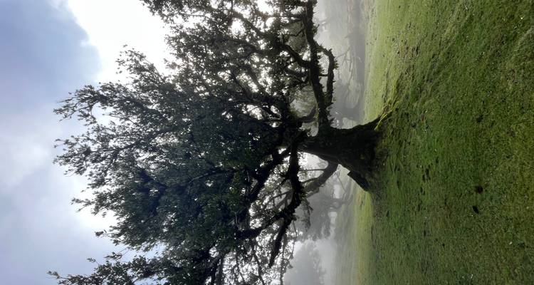 Endless Spring, Timeless Beauty – Madeira Awaits - Worldee 8