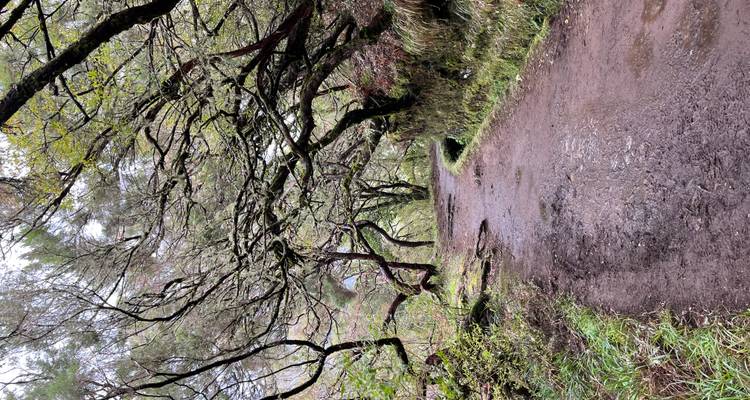 Endless Spring, Timeless Beauty – Madeira Awaits - Worldee 4