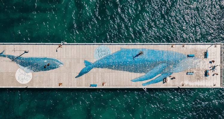 Vue aérienne d'une jetée avec des baleines peintes, entourée d'eau.