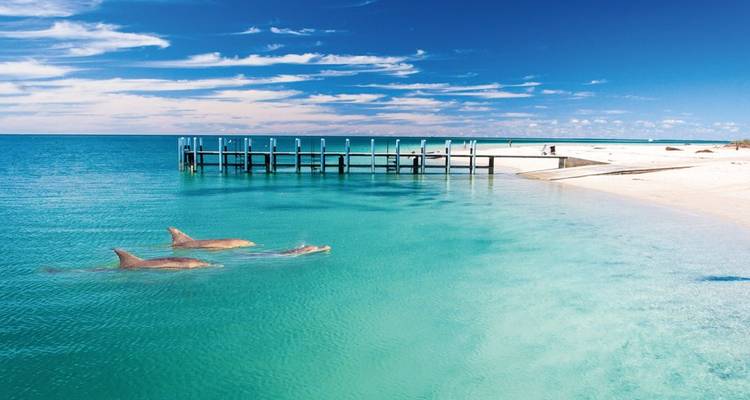 Des dauphins nageant dans une eau turquoise près d'une jetée.