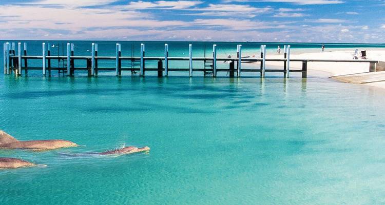 Baie turquoise tranquille avec des dauphins nageant près d'une jetée en bois et d'une plage de sable blanc.