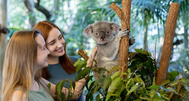 Dos mujeres jóvenes interactúan con un koala posado en una rama en un santuario de vida silvestre.