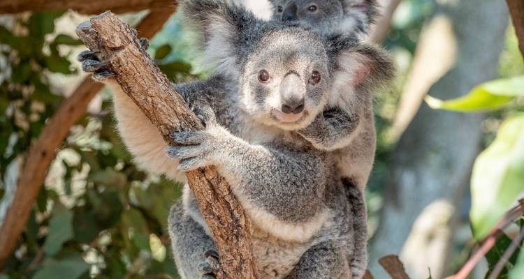Madre koala con su cría abrazándola por la espalda se aferra a una rama de árbol.