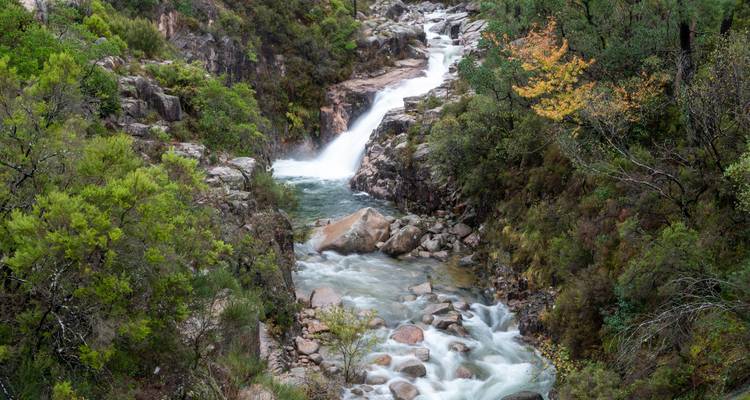 Mountain stream surrounded by greenery and rocks.
