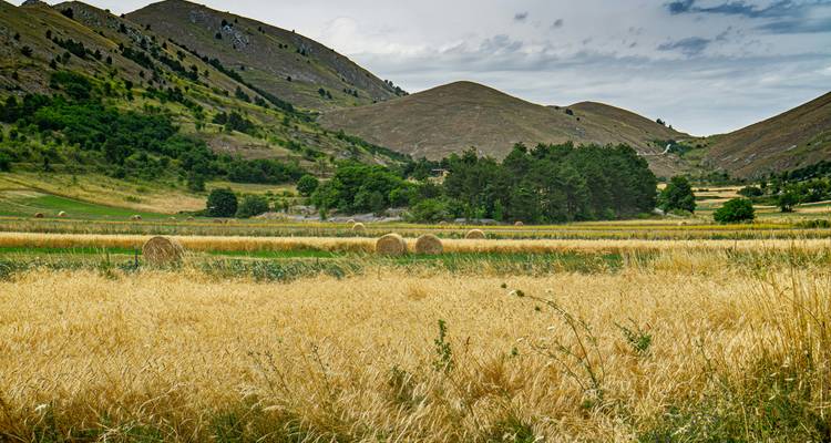Paysage vallonné avec des champs de blé et des balles de foin.