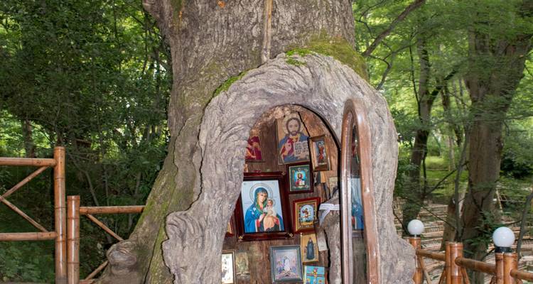 Baum mit religiösen Ikonen, die in seinem Stamm ausgestellt sind.