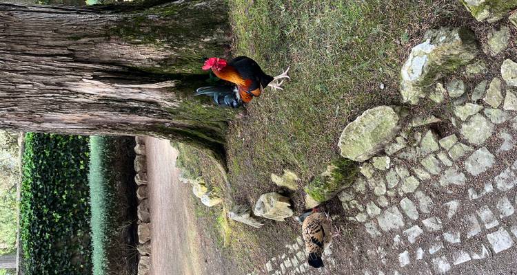 Rooster and hen near a large tree base in a park.