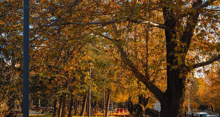 Path lined with autumn trees in a park.