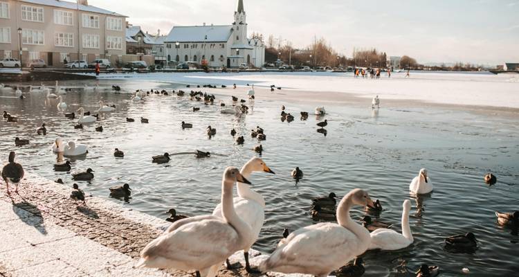 Swans and ducks on a snowy city pond.