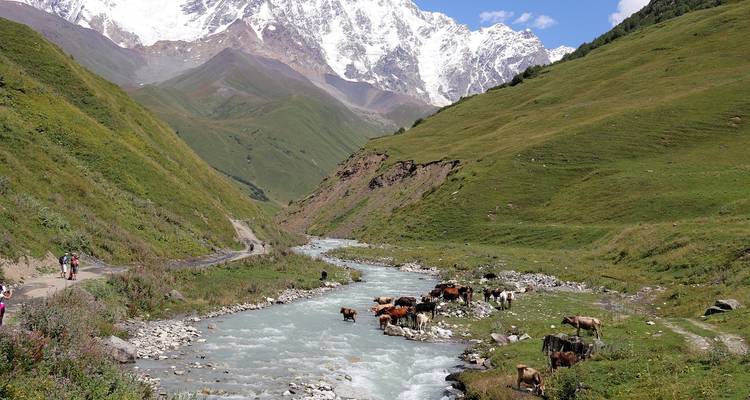 Vallée fluviale avec des vaches au pâturage et des montagnes enneigées.