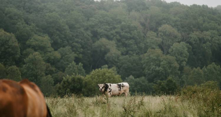 A symphony of flavours, cider and wine in the heart of Normandy - Worldee 8
