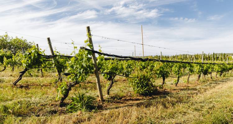 Algarve - a holiday full of wine - Worldee 7