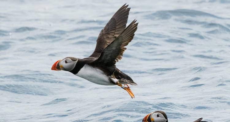 Whale Watchers & Puffin Chasers: A 5-Day Icelandic Funventure - Worldee 6