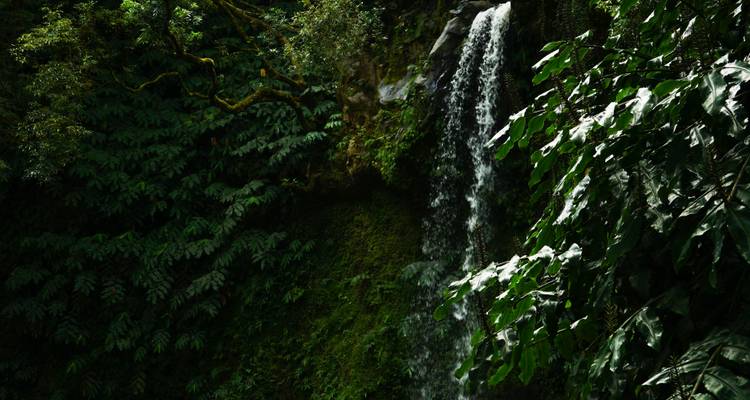 Le côté sauvage des Açores : perdu dans la verdure - Worldee 9
