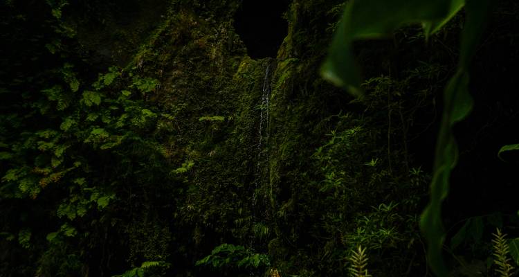 Le côté sauvage des Açores : perdu dans la verdure - Worldee 8