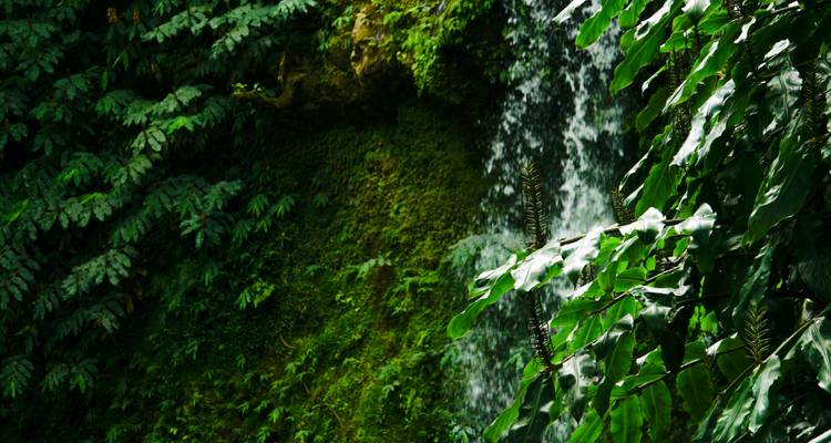 Le côté sauvage des Açores : perdu dans la verdure - Worldee 4