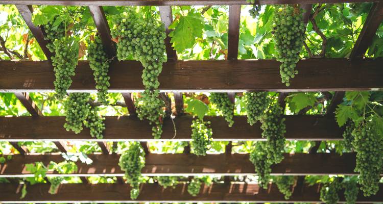 Des grappes de raisins verts suspendues aux treillis en hauteur.