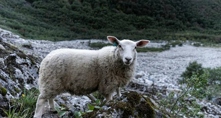 Sheep standing on rocky terrain with a valley behind.