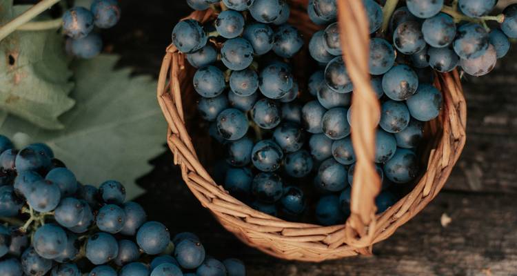 Les saveurs d'Estrémadure : vin, tapas et tradition - Worldee 5