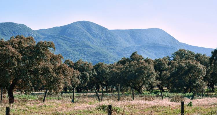 Paysage montagneux avec des arbres au premier plan.