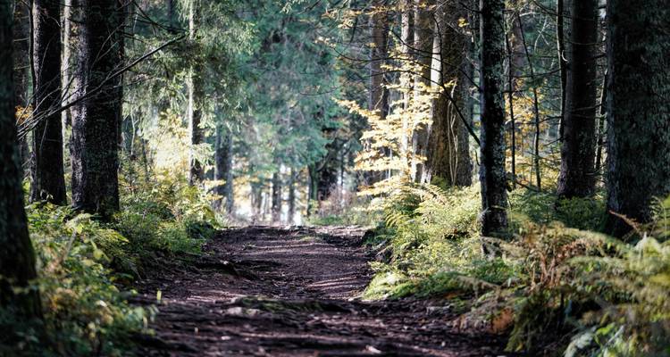 Sentier forestier avec des arbres environnants.
