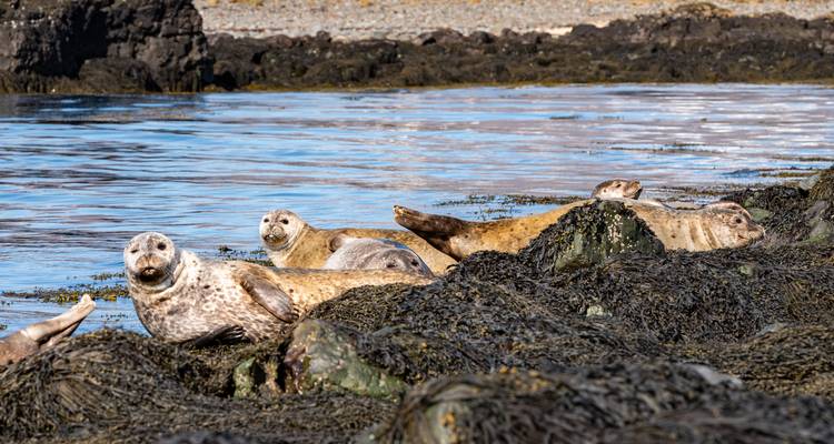 Group of seals resting on seaweed-covered rocks.