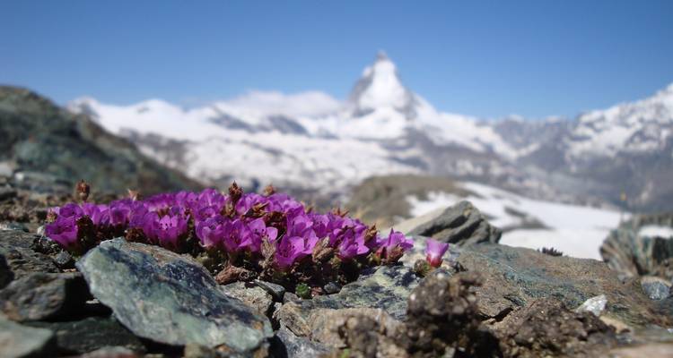 Zermatt - Alpine paradise under the Matterhorn - Worldee 4