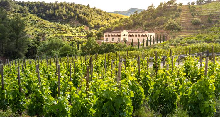 Vineyard landscape with a large estate building.