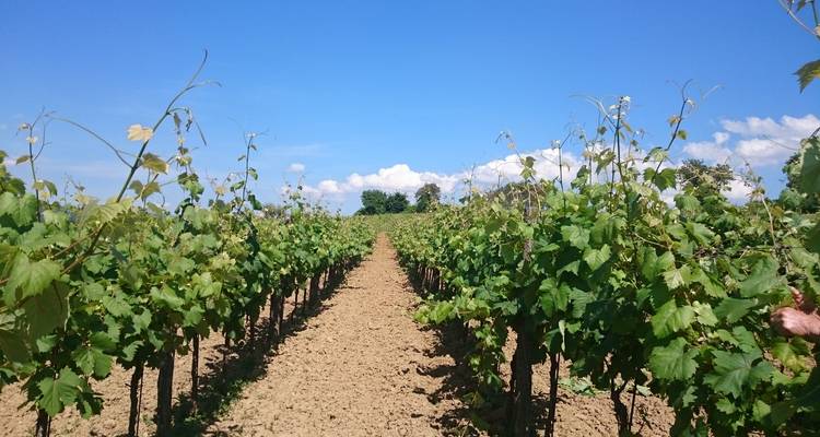 Istrie - La route des vins - Worldee 7