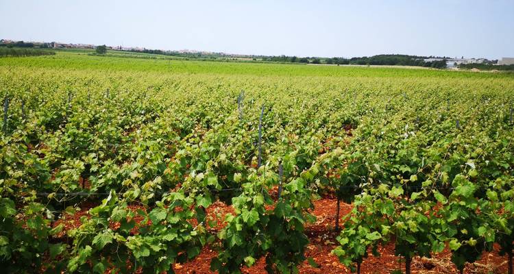 Istrie - La route des vins - Worldee 3