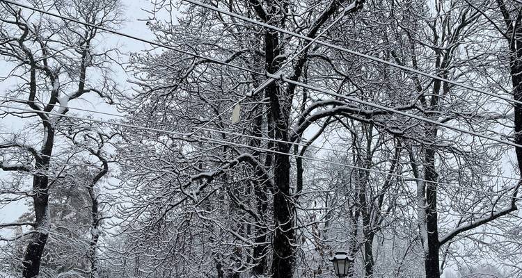 Snow-covered trees with visible power lines.