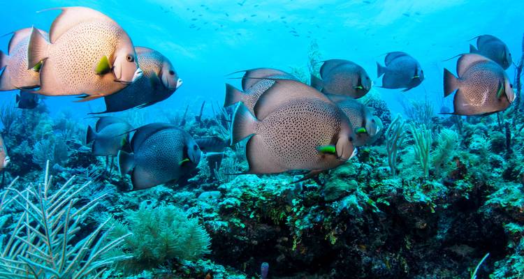 Belize & Guatemala round trip - 16 days through the hidden heart of Central America - Oasis Travel 9