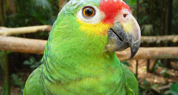 Belize & Guatemala round trip - 16 days through the hidden heart of Central America - Oasis Travel 3