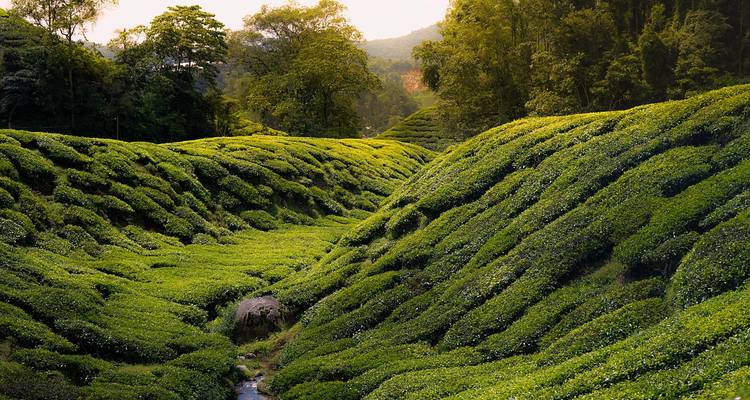City to Serenity: 9-Day Malaysian Discovery - East Gate Tours LTD 3