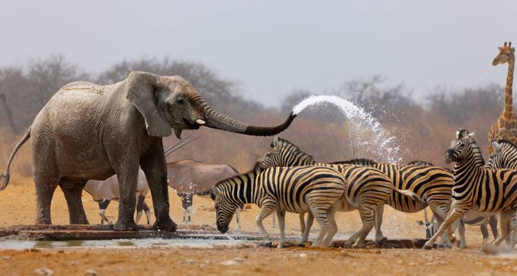 Éléphant aspergeant d'eau un troupeau de zèbres.