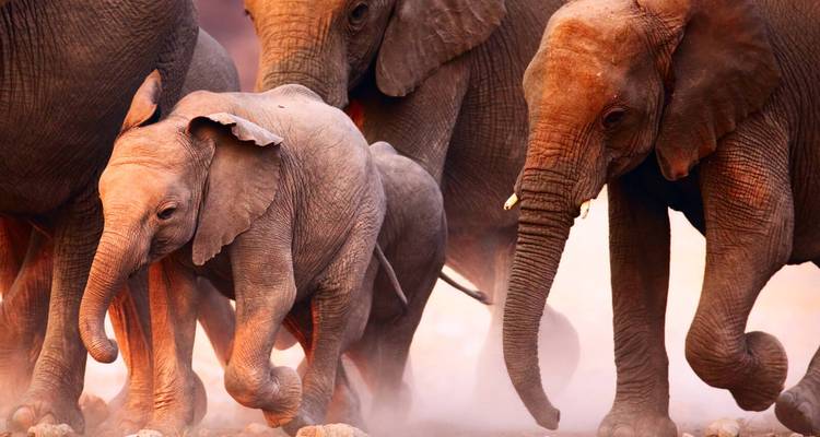 Troupeau d'éléphants marchant dans la poussière.