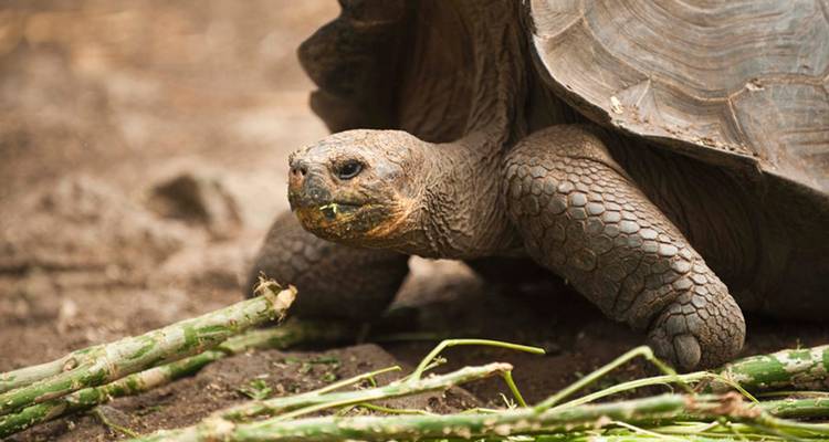 Giant tortoise eating while resting.
