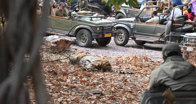 Safari jeeps and people around a resting tiger.