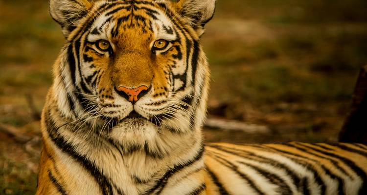 Retrato de cerca de la cara de un tigre de Bengala, con bigotes detallados y ojos ámbar en enfoque nítido.