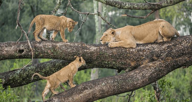 Lionne avec ses petits sur une branche d'arbre dans la savane.