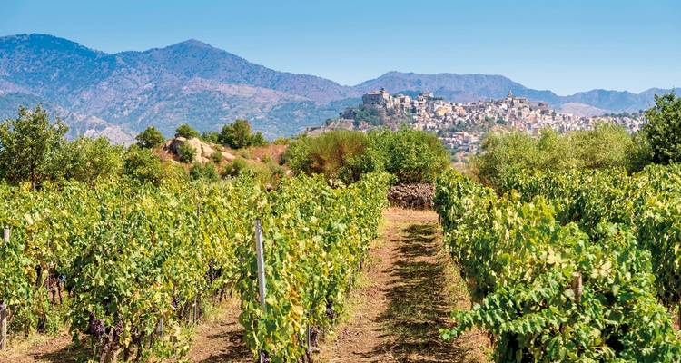 Vignoble avec un village et des montagnes en arrière-plan.