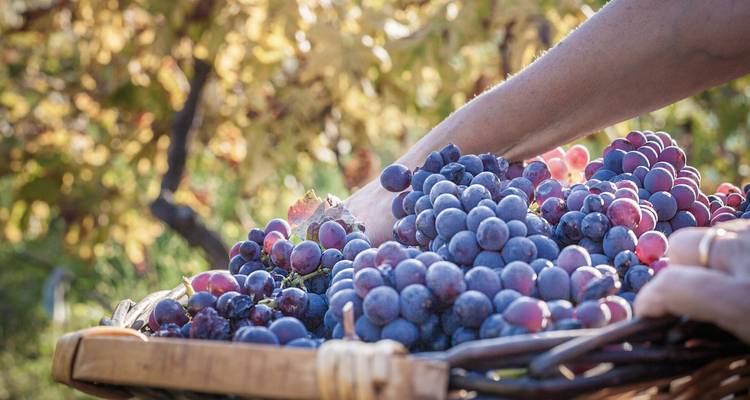 Mand met handgeplukte druiven in een wijngaard.