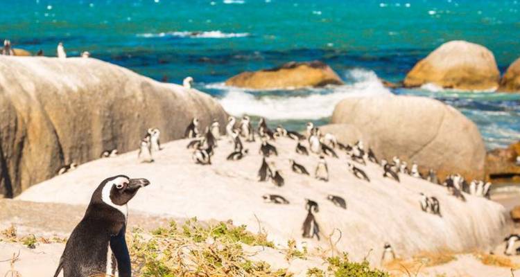 Colony of penguins on rocky beach with ocean in the background.