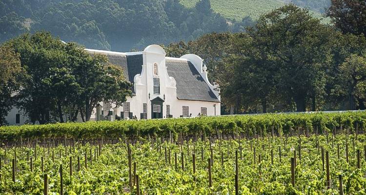 Vineyard with traditional building and mountain backdrop.