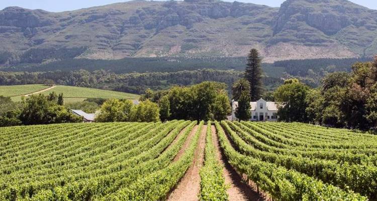 Vineyard rows with mountainous backdrop.