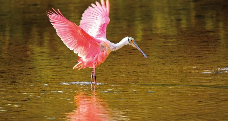 Roseate spoonbill wading in golden water.