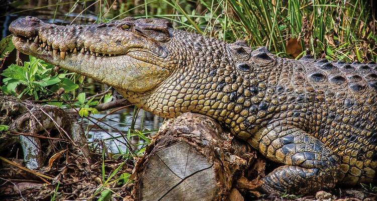 Primer plano de un cocodrilo descansando en un entorno natural.