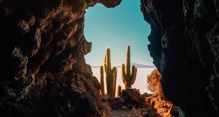 Hoge cactussen omzoomd door een grototening kijken uit op het verblindend witte oppervlak van de Uyuni Zoutvlakte.