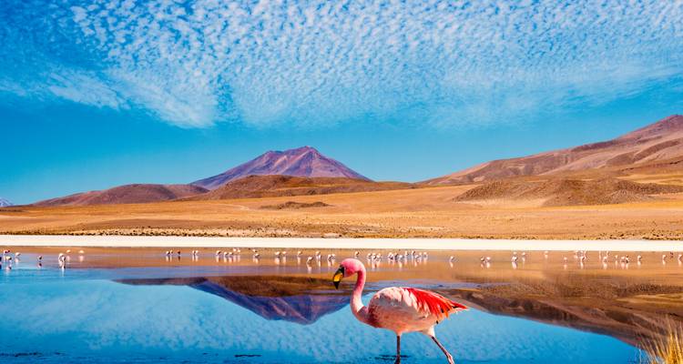 Un flamenco de cerca parado en una laguna poco profunda tipo espejo con bandadas y montañas reflejadas de fondo.